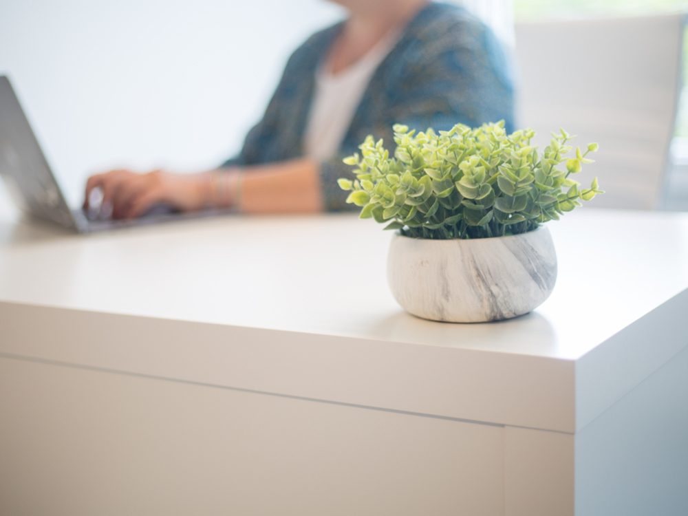 A clean office desk with a laptop and a small plant